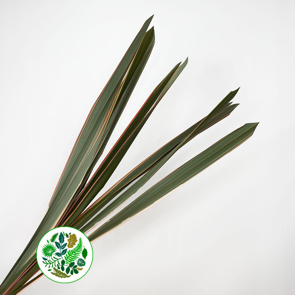 Phormium &#39;Leaves&#39; (Red Aspirated) 1m (x10)