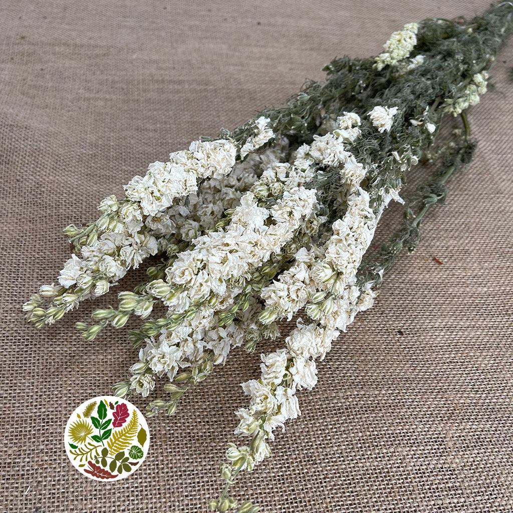 Delphinium &#39;Flowers&#39; (Natural White) (DRY)