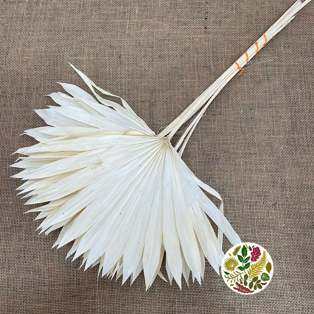 Palm 'Fan Palm' (Bleached) (DRY) 55cm (x6)