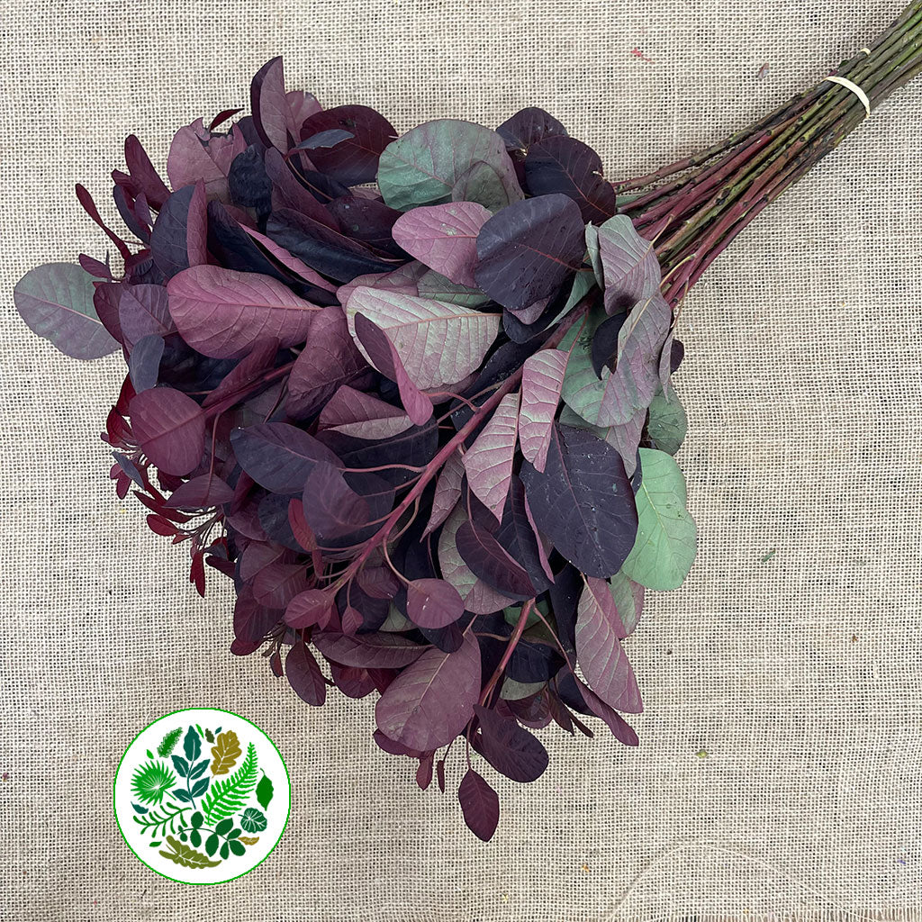 Cotinus &#39;Royal Purple&#39; 60cm (x10)