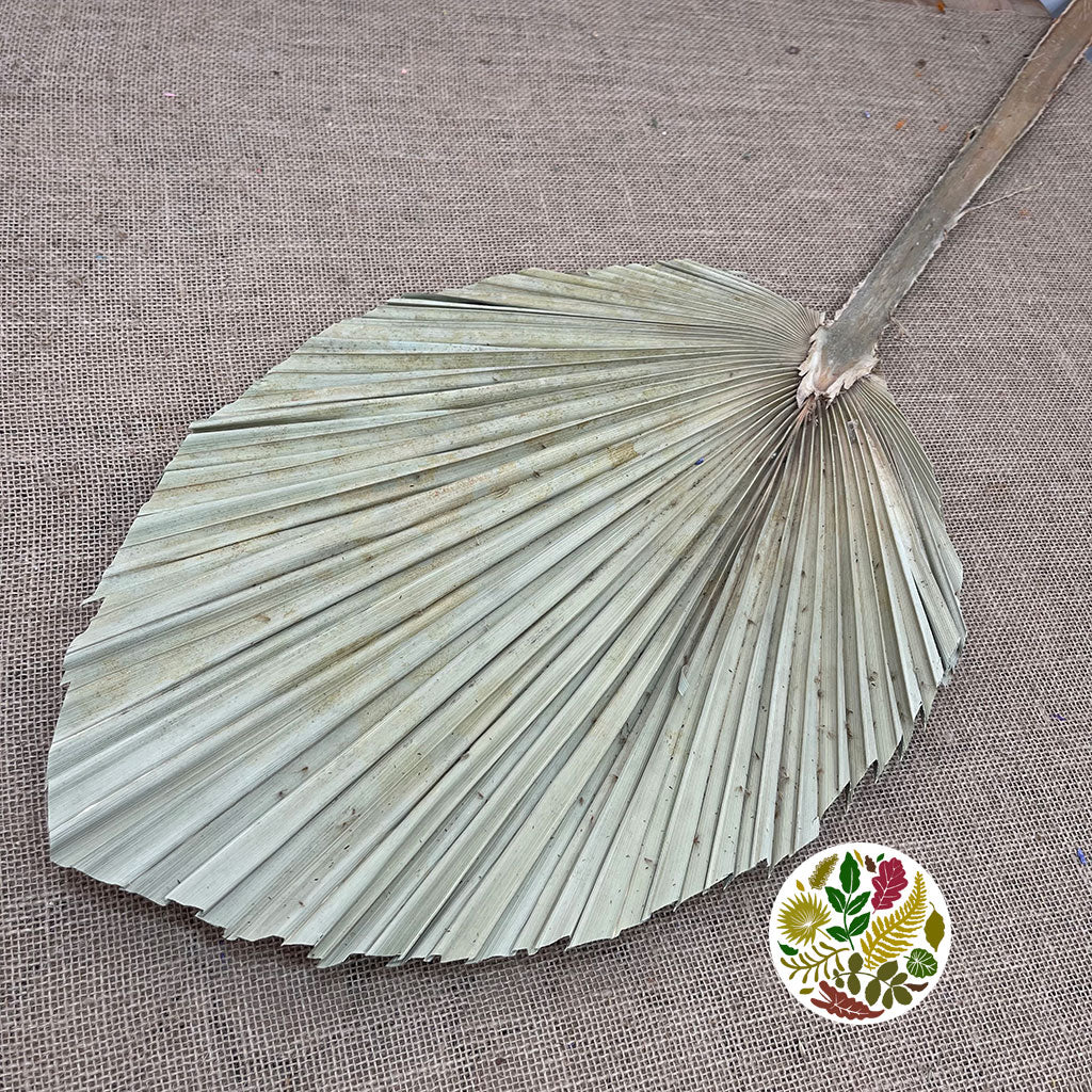 Palm &#39;Washingtonia&#39; (Round Super) (Natural) (DRY) 110cm (Per Stem)