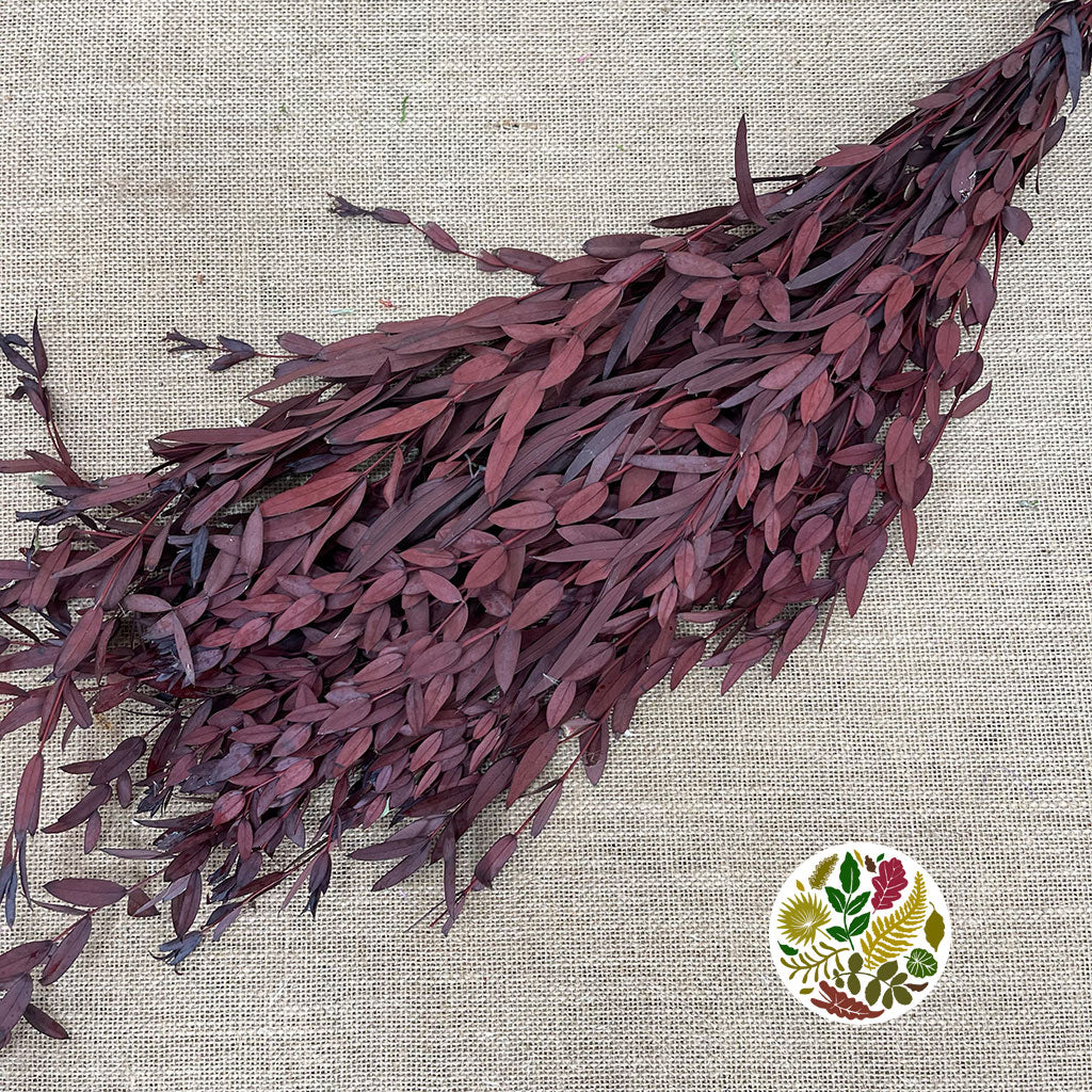 Eucalyptus 'Parvifolia' (Preserved) (Red) (DRY)