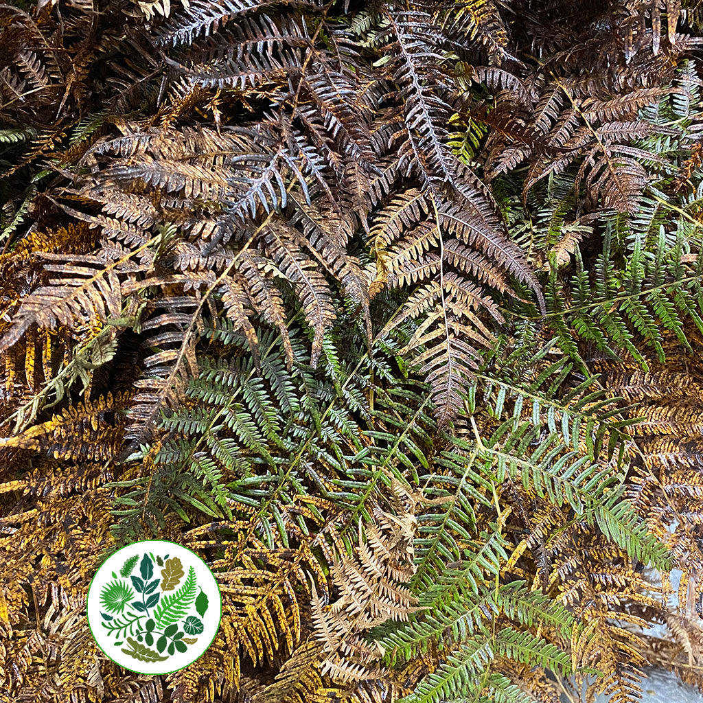 Fern 'Bracken' (Wild) (Brown)