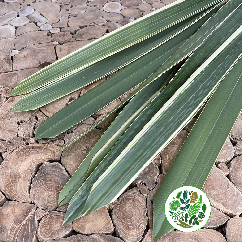 Phormium &#39;Leaves&#39; (Veriegated) 1m (x10)