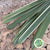 Phormium Variegated 1m (x10)