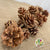 Pine Cone Cluster Garland DRY 65cm (Natural)