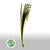 Pandanus (Braided) (Variegated) (x10)