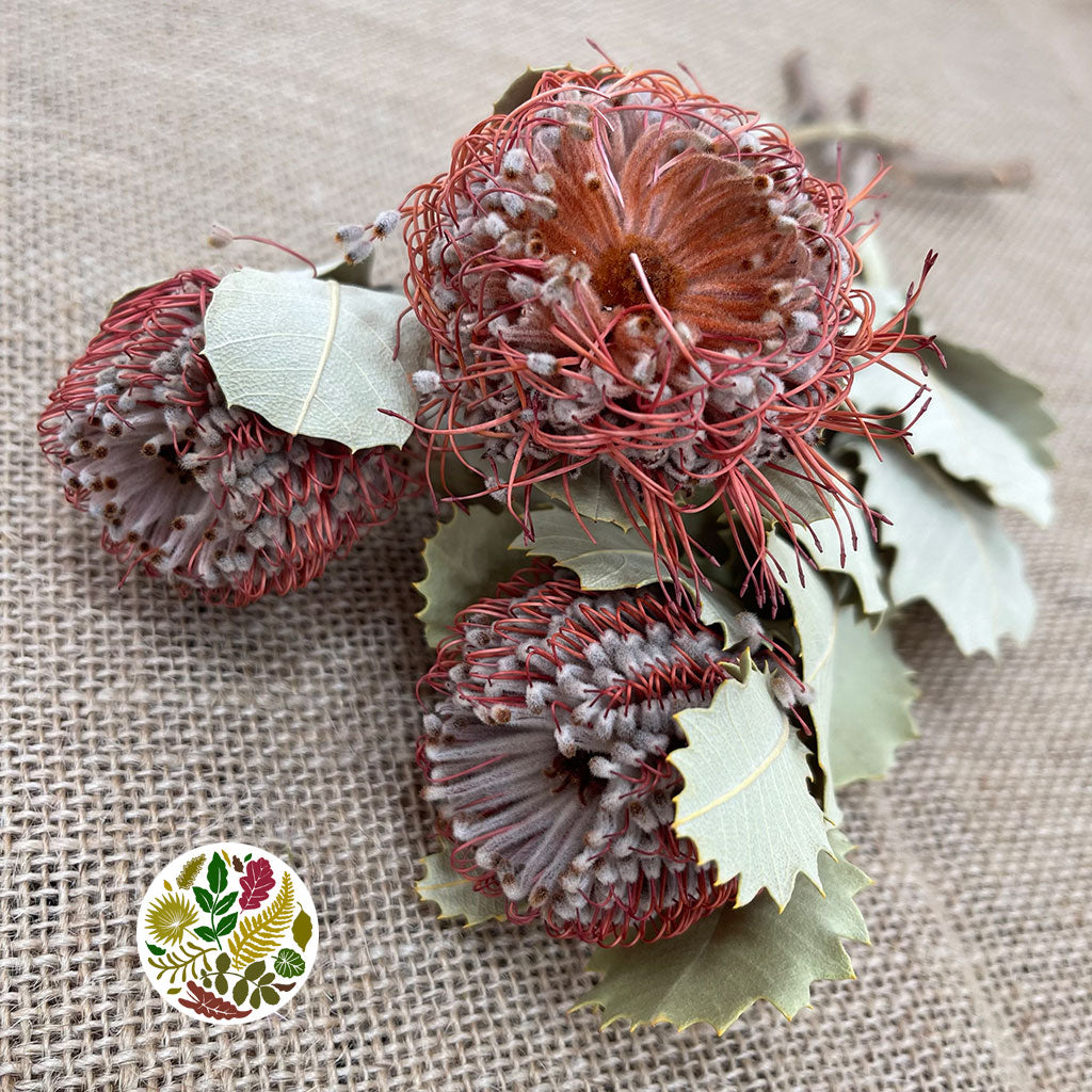 Protea &#39;Banksia&#39; (Coccinea) (DRY) (x3)