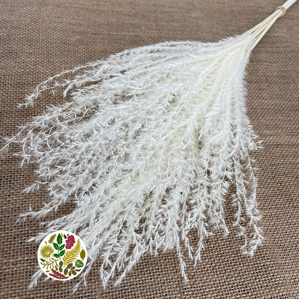 Grass 'Miscanthus' (Bleached) 'DRY' (Various Sizes)