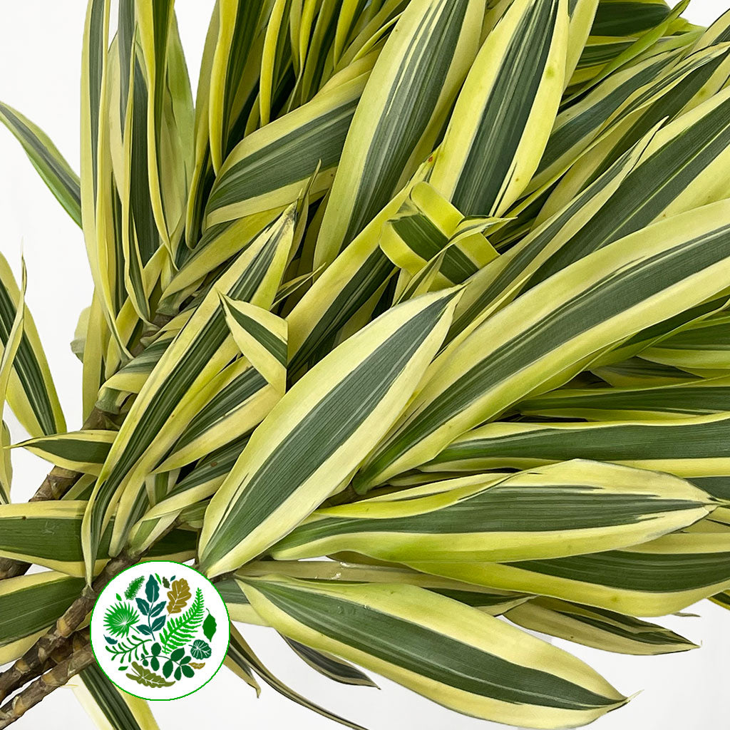 Dracena reflexa &#39;Song of India&#39; 60cm (x5)