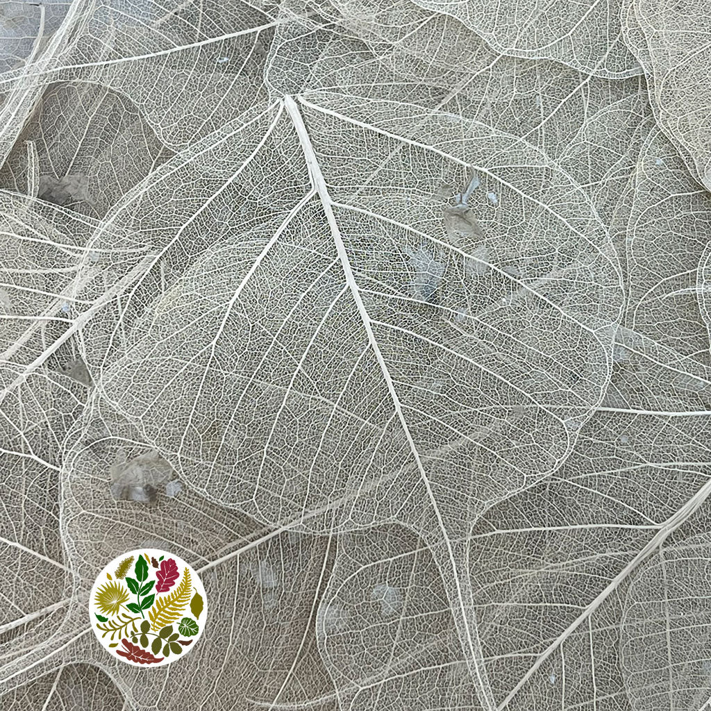 Skeleton Leaves (Natural) (DRY) (x500)