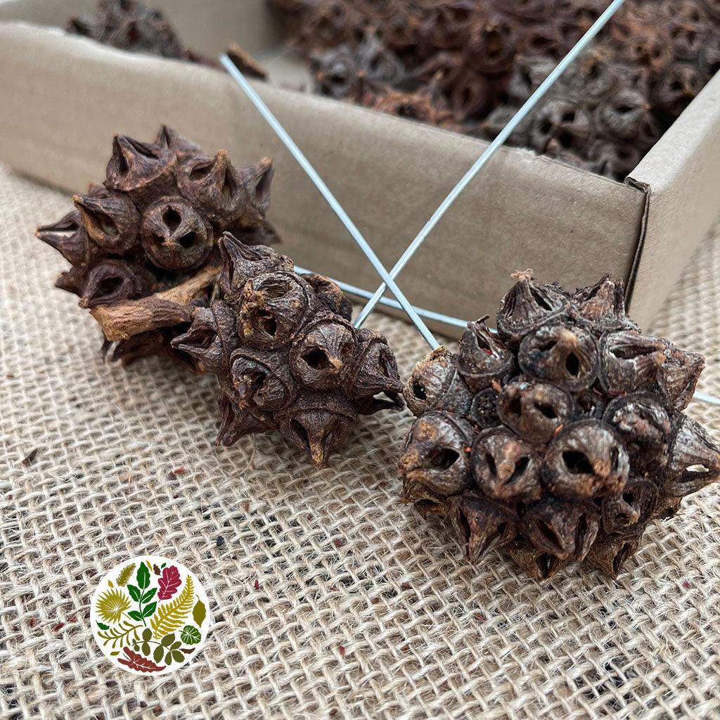 Eucalyptus 'Pods' (on wire) Natural 'Spider gum Knobs' (35pcs)