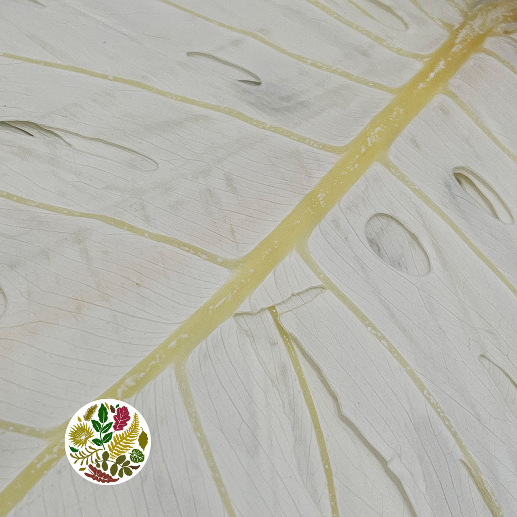 Monstera 'Leaves' (Bleached) (DRY) 50cm (x5)