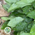 Salal (Large)