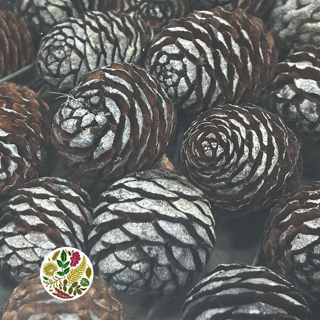 Cones 'Muirii' (on wire) (Natural) (DRY) (60pcs)