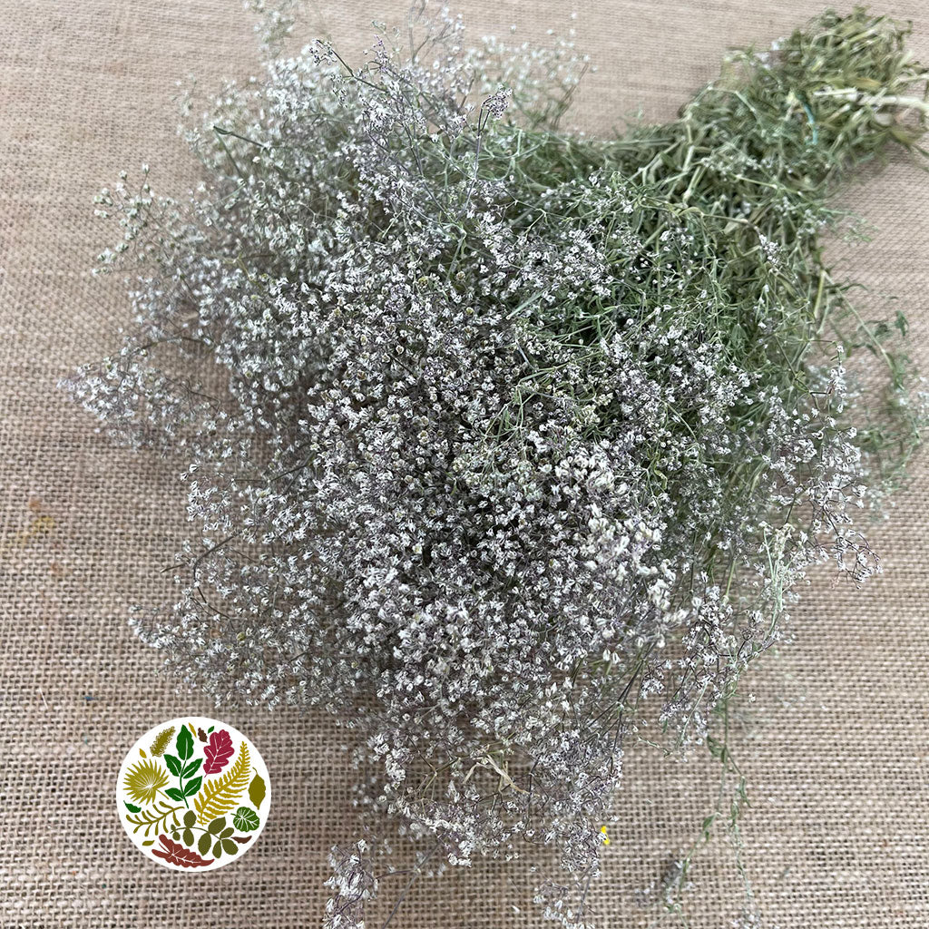Gypsophila (Natural) DRY (Short)