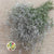 Gypsophila (Natural) DRY (Short)