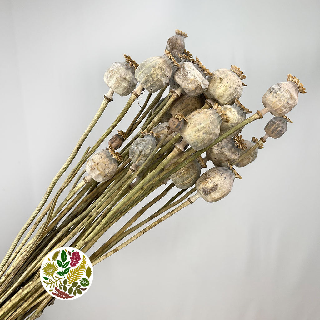 Poppy &#39;Heads&#39; (Natural) (Various Sizes) (DRY)