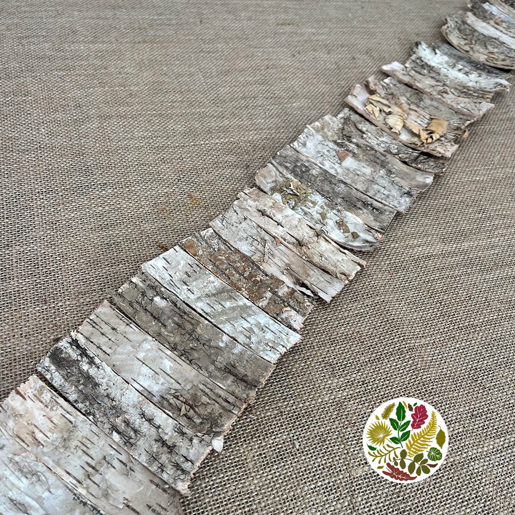 Ribbon Birch Bark DRY (90cm x 11cm)