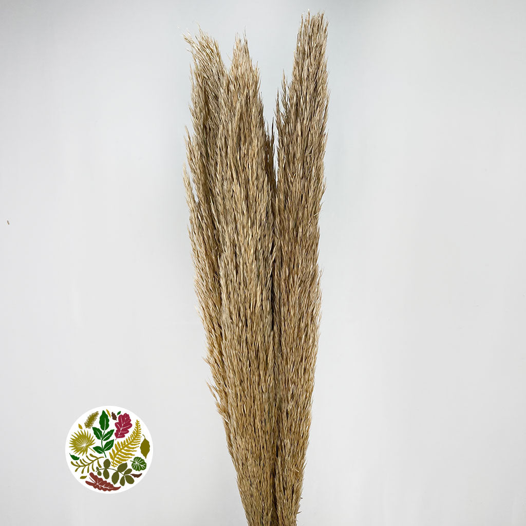 Grass &#39;Reed Grass&#39; (Natural) (DRY) (Premium Quality) (x5)