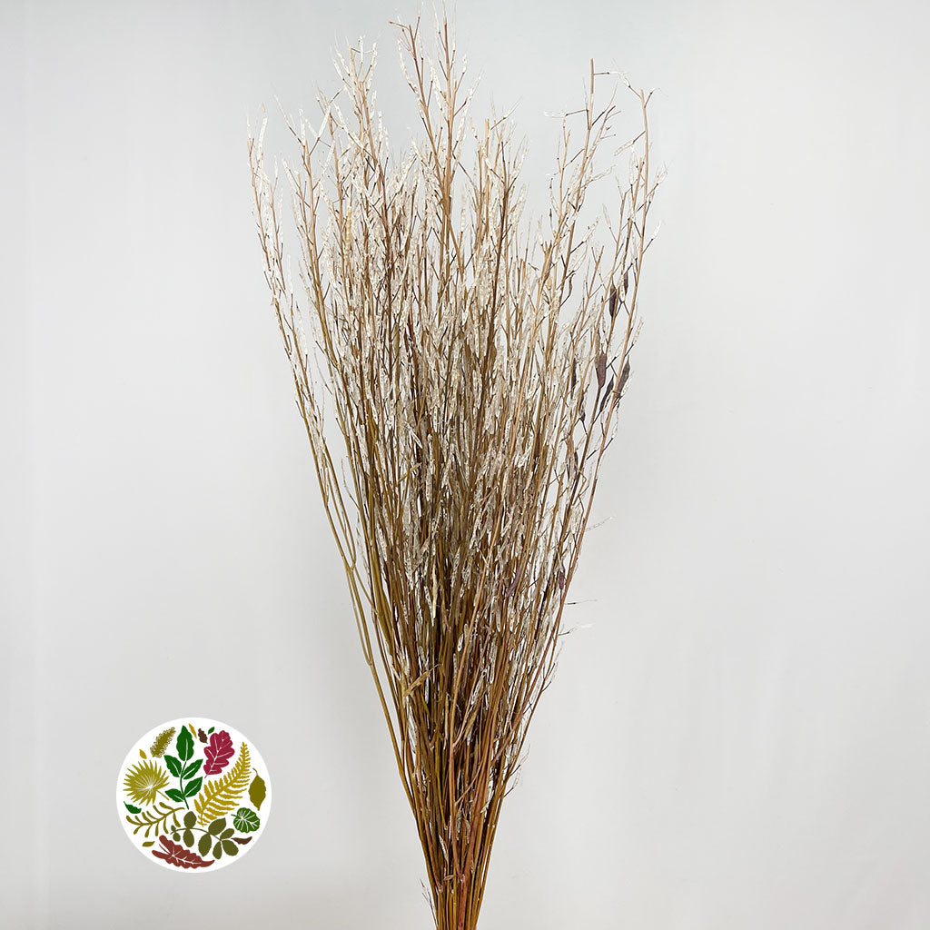 Grass &#39;Saras Grass&#39; (Natural) (DRY) H100cm