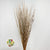 Grass 'Saras Grass' (Natural) (DRY) H100cm