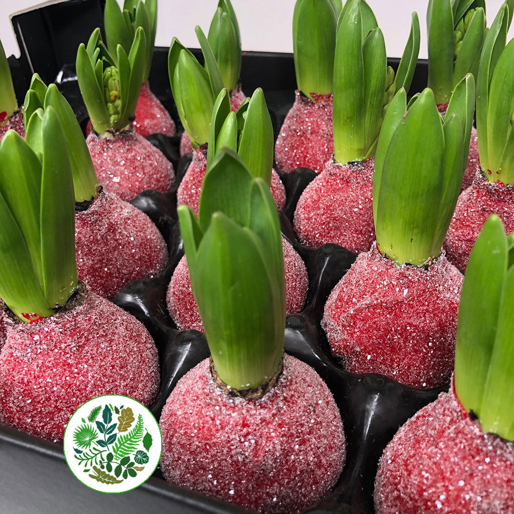 Wax Hyacinth Red Glitter
