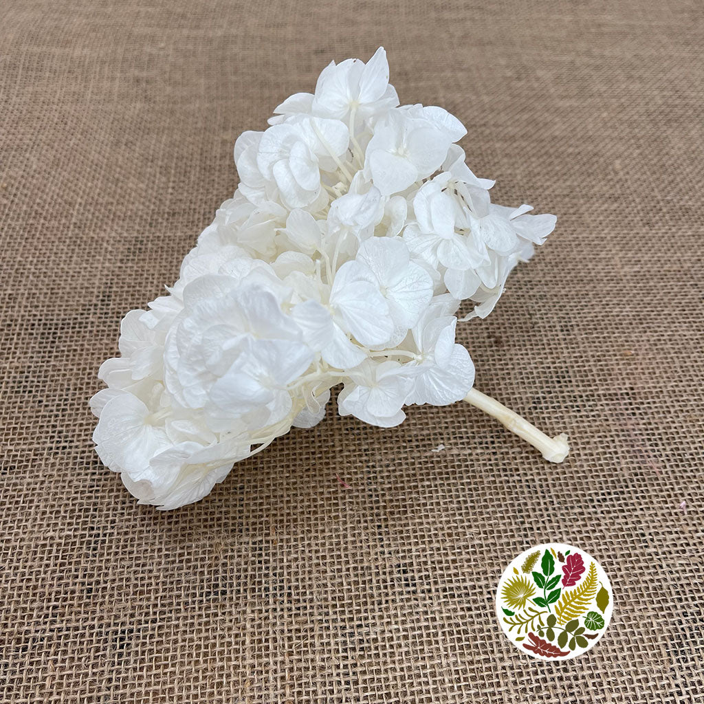 Hydrangea Flower (Bleached) &#39;Short&#39; (DRY) (Per Stem)