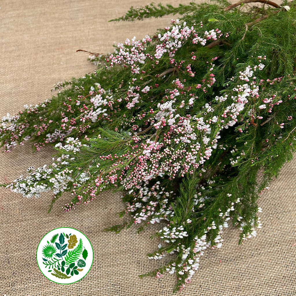 Heather (Erica) 'White' Cornish (x10)