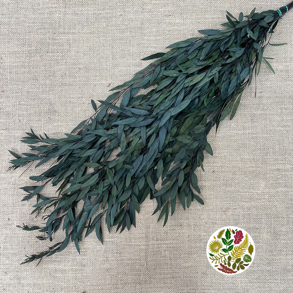 Eucalyprtus 'Nicholii' (Preserved) (Green) (DRY) 60cm