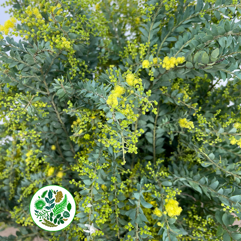 Mimosa 'St.Helena' (300g)