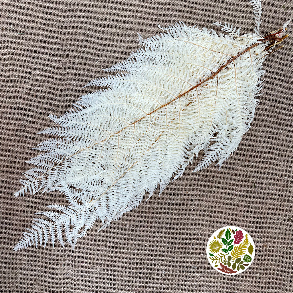 Fern &#39;Sword Fern&#39; (Bleached) (DRY) (x10)