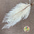 Fern 'Sword Fern' (Bleached) (DRY) (x10)
