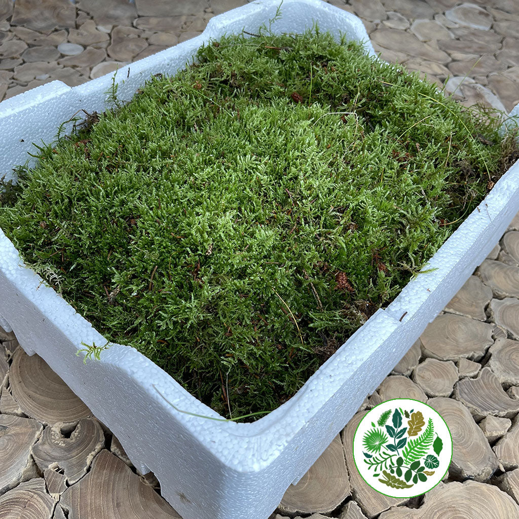 Moss &#39;Flat Moss&#39; (Polystyrene Tray)