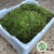 Moss 'Flat Moss' (Polystyrene Tray)