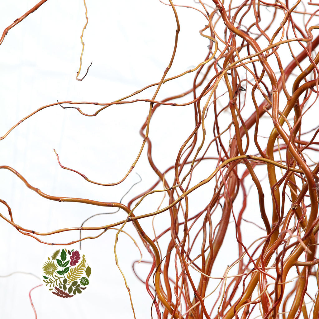 Salix &#39;Golden Curls&#39; (Various Lengths)