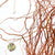 Salix 'Golden Curls' (Various Lengths)