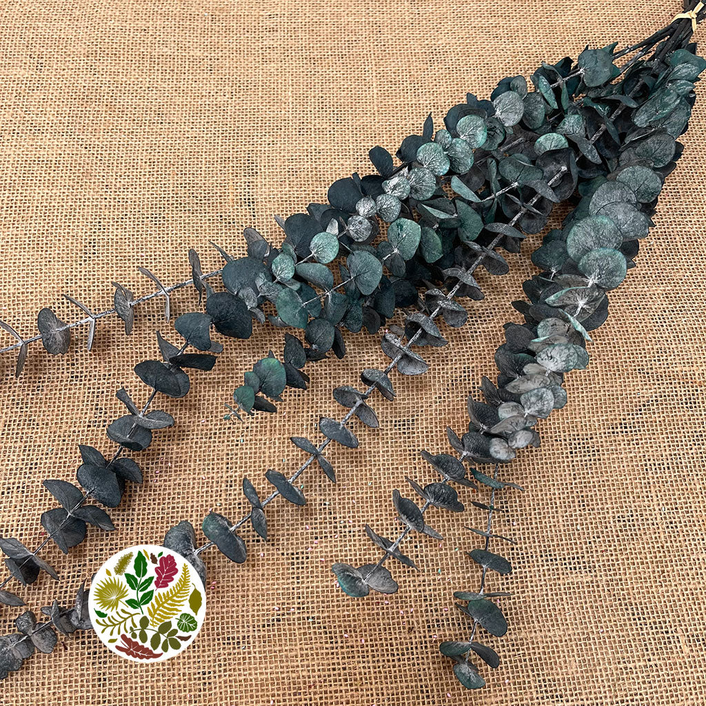 Eucalyptus &#39;Baby Blue&#39; (Preserved) (Green) (DRY)