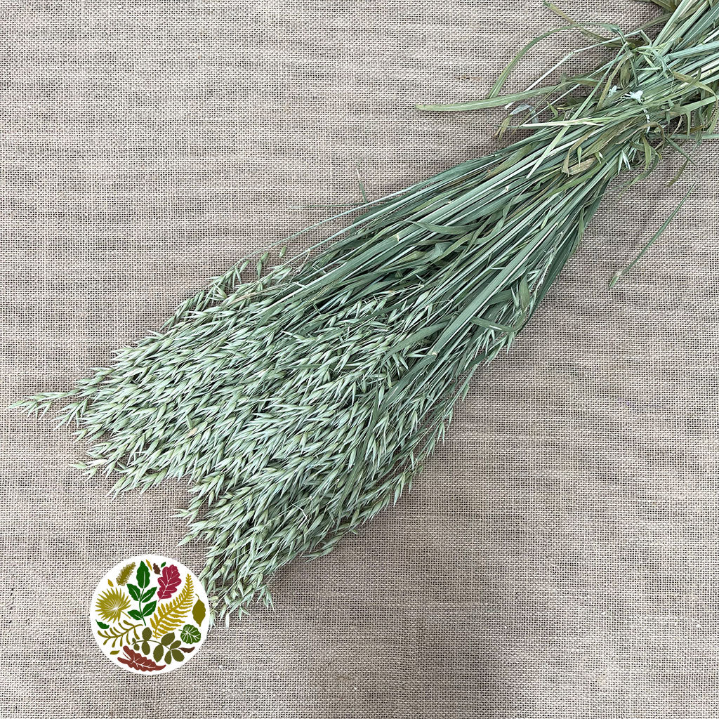 Grass &#39;Oats&#39; (Avena) (DRY)