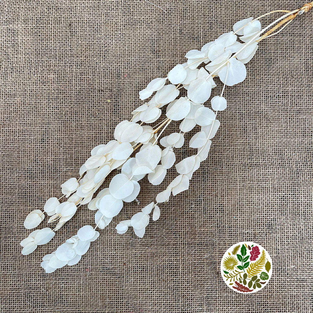 Eucalyptus &#39;Cineria&#39; (Bleached) (DRY)