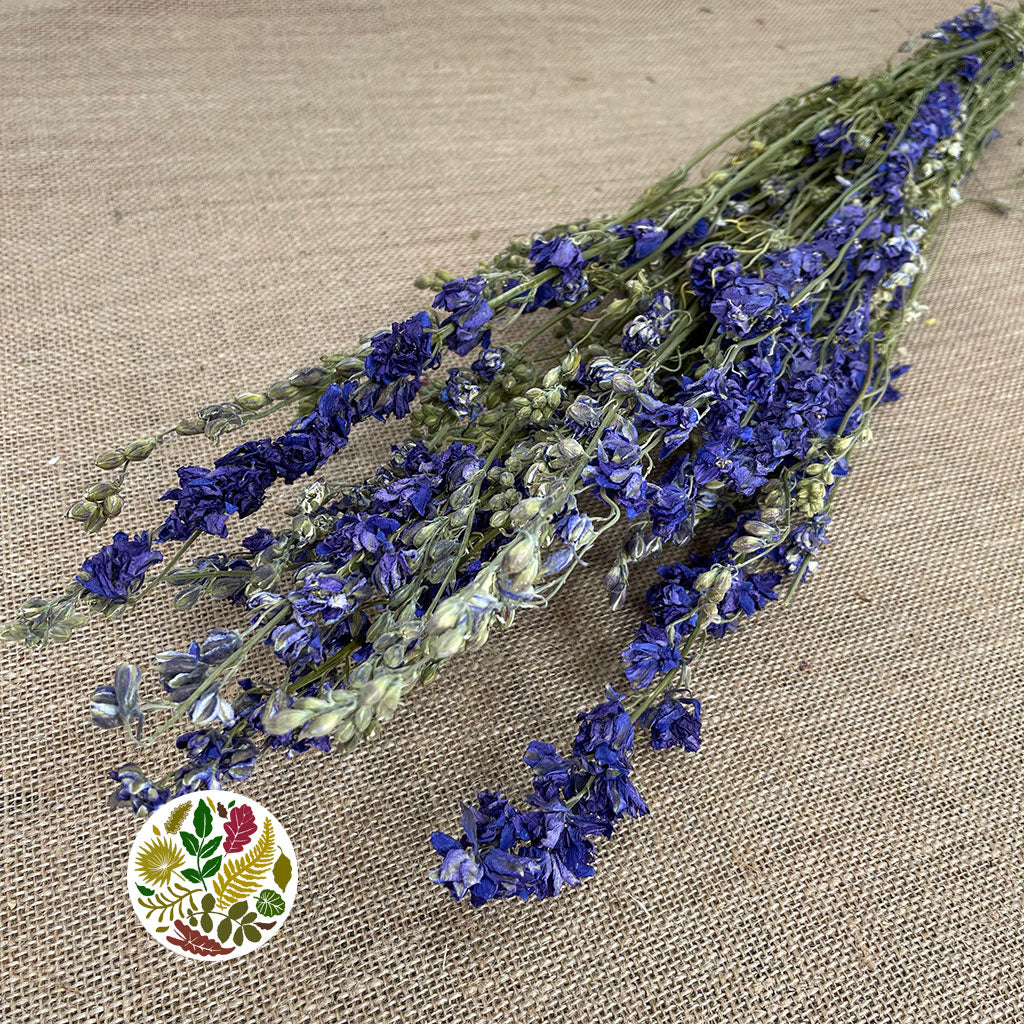 Delphinium &#39;Flowers&#39; (Natural Blue) (DRY)