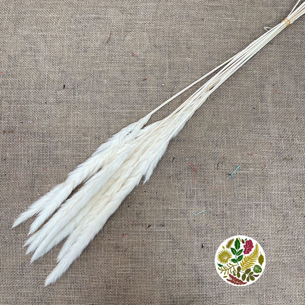 Grass &#39;Tail Reed&#39; (Bleached) (DRY) (x10)