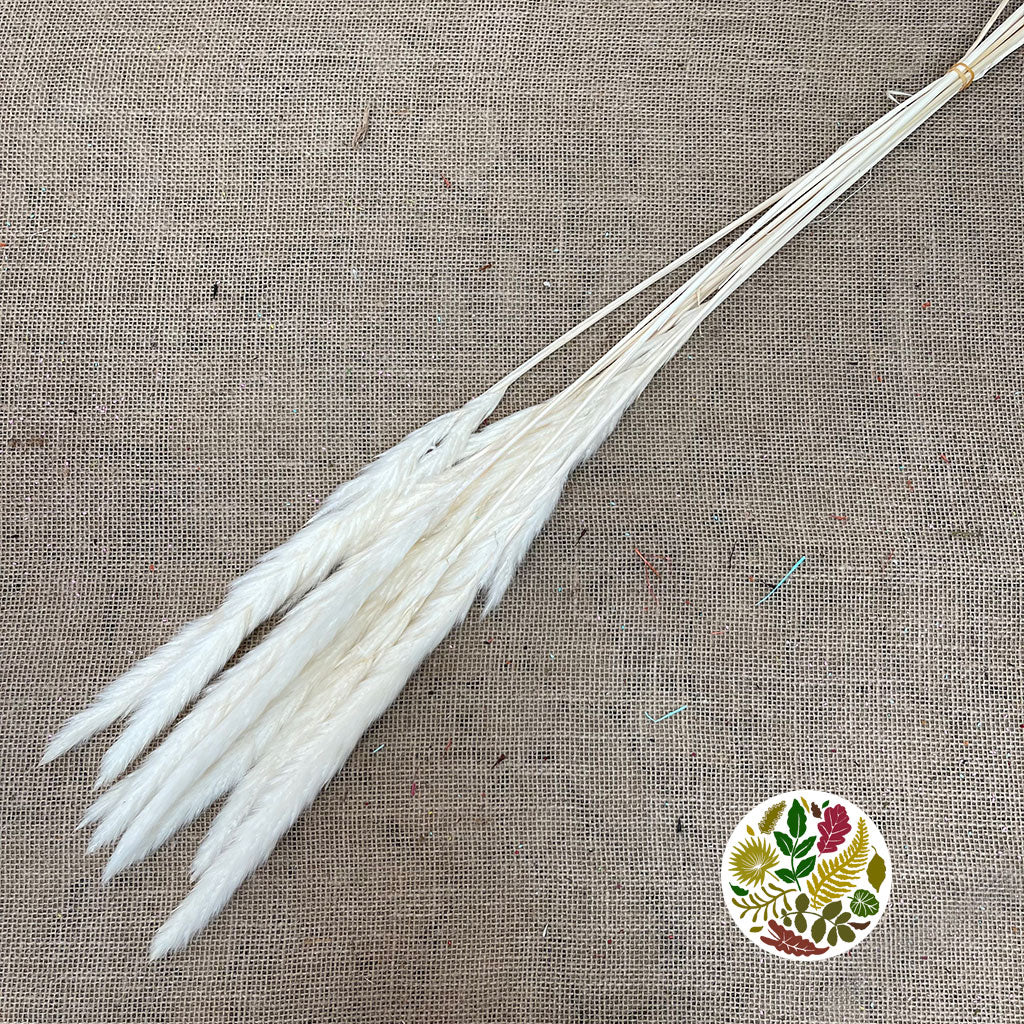 Grass 'Tail Reed' (Bleached) (Fluffy Baby) (DRY) (x10)