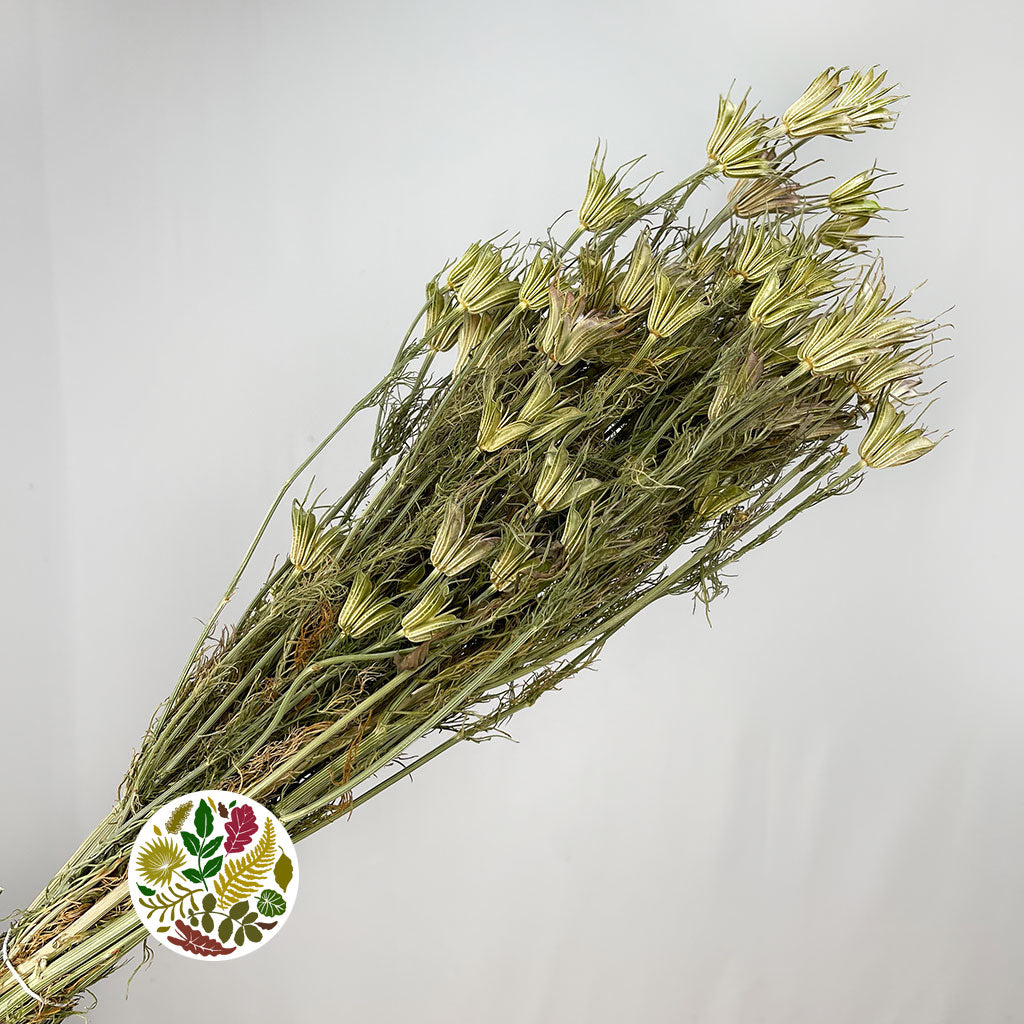 Nigella 'Orientalis' (DRY)