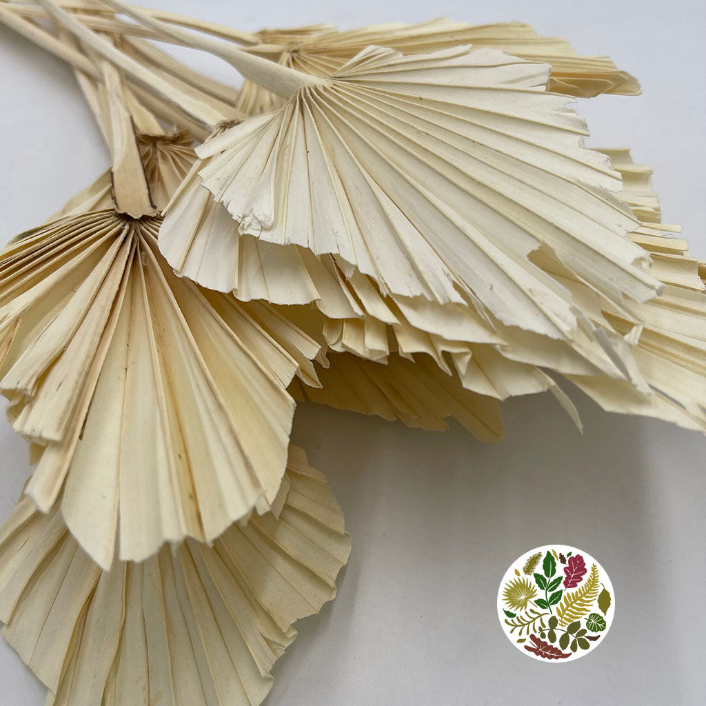 Palm 'Spear Palm' (Small) (Bleached) (DRY) 45-50cm (x10)