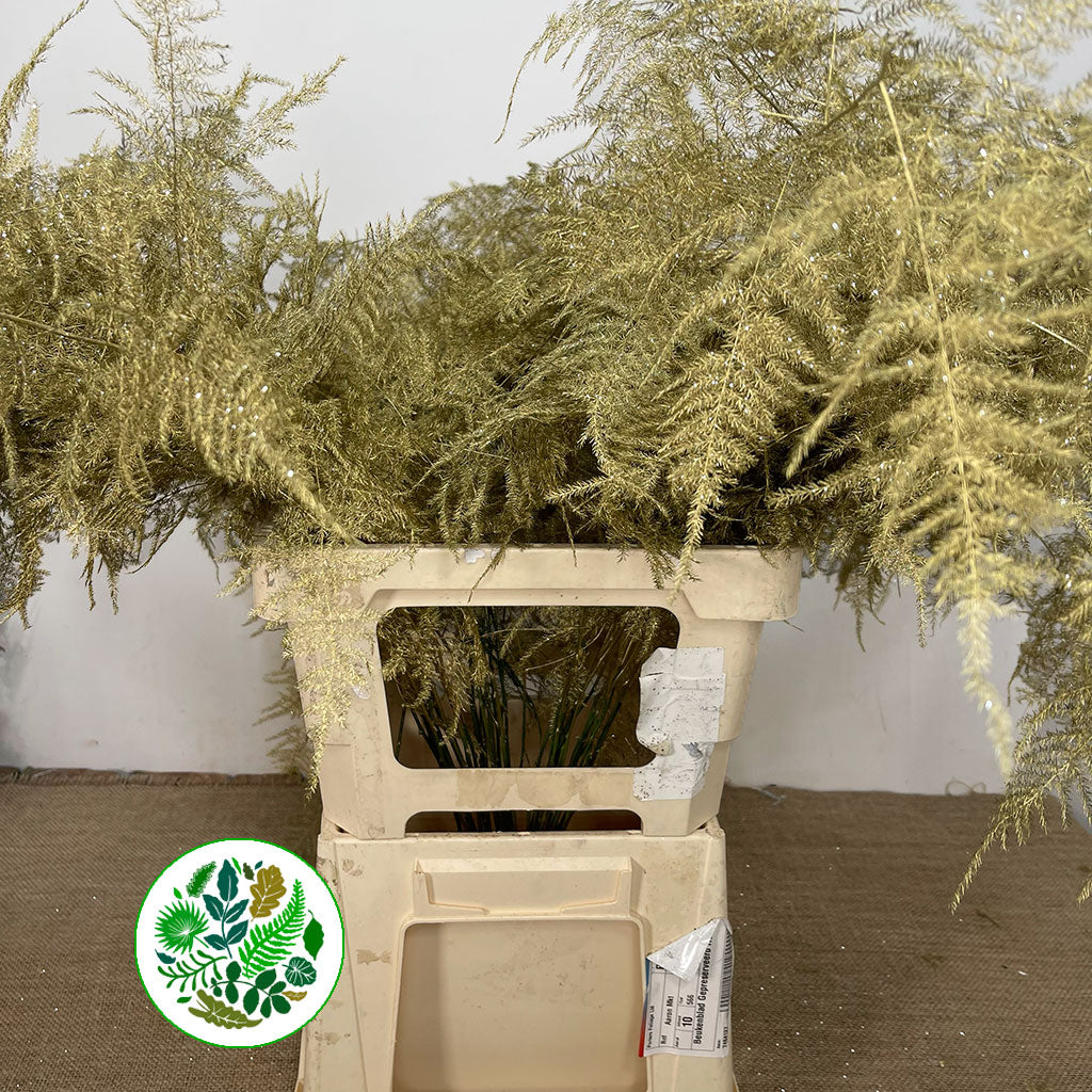 Plumosous Fern Gold with Silver Glitter Trail 85cm (x50)