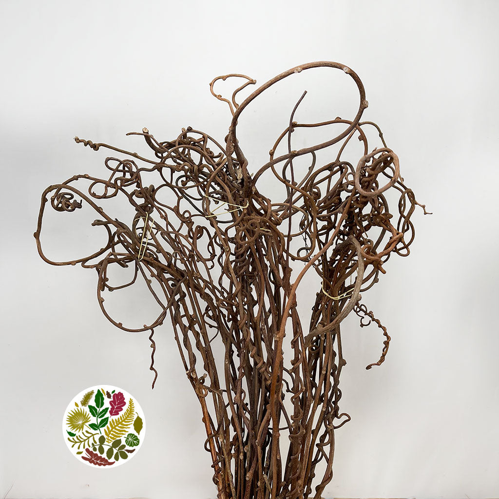 Vine 'Kiwi' (DRY) (x5st)