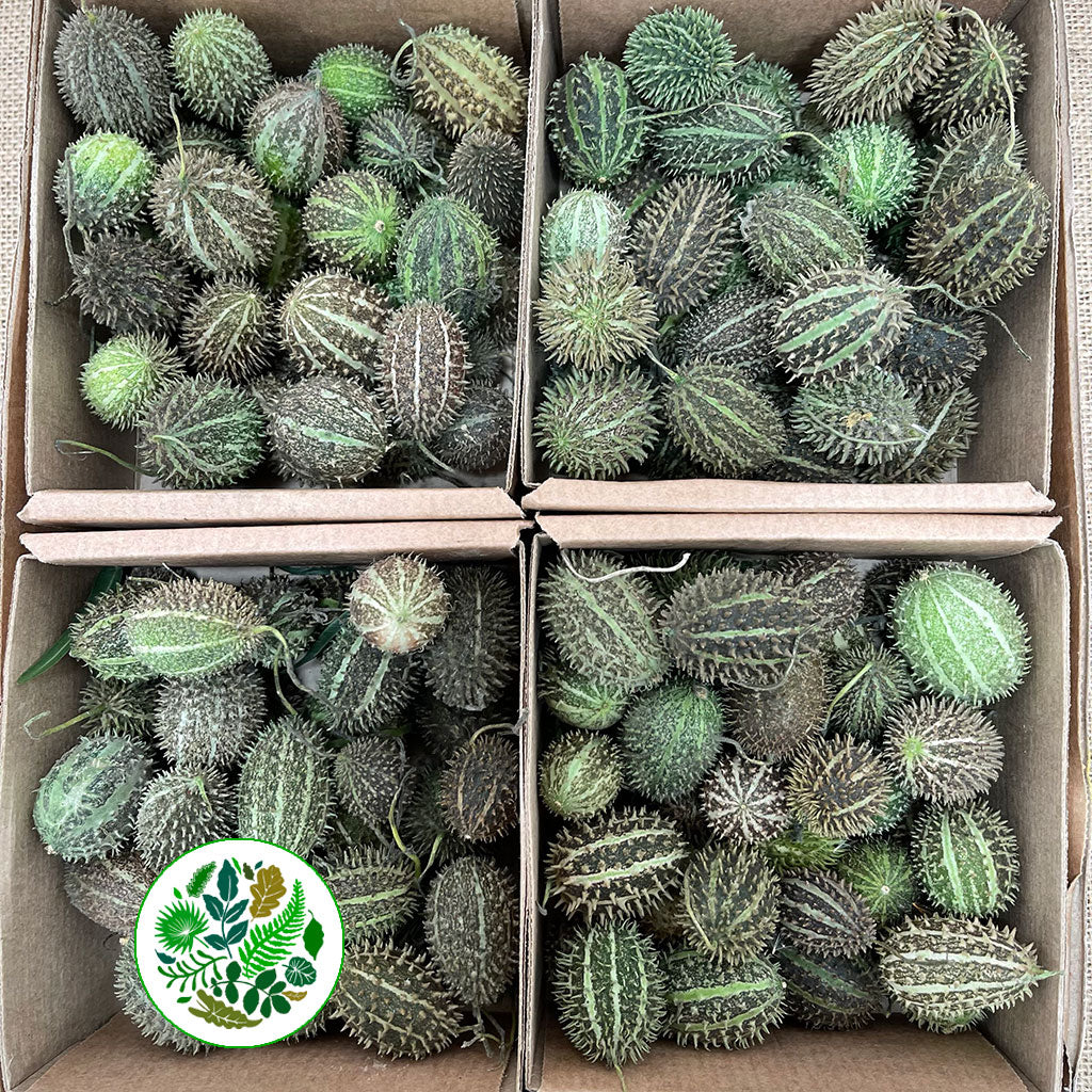 Cucumis Fruit (Mix Tray) Small