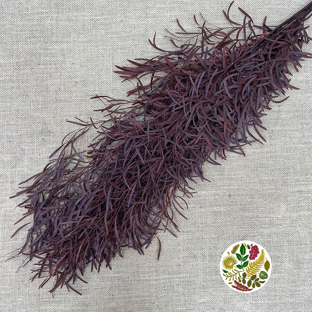 Eucalyptus &#39;Nicholii (Preserved) (Red) (DRY) 60cm