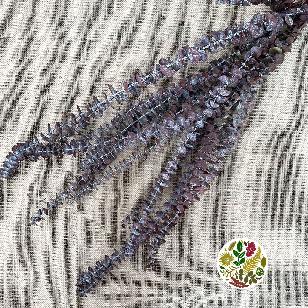 Eucalyptus 'Baby Blue' (Preserved) (Red) (DRY)